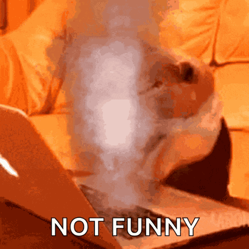 Fast Cat Typing GIF