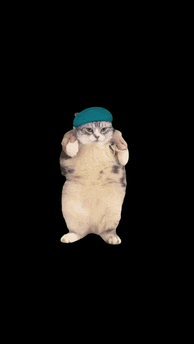 Fat Cat Dancing Cat GIF