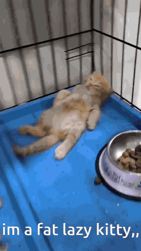 Fat Cat GIF