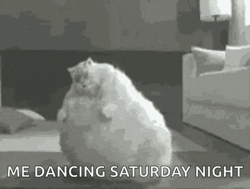 Fat Cat GIF
