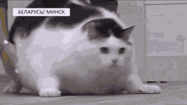 Fat Cat GIF