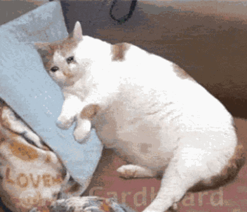 Fat Cat Vanished GIF