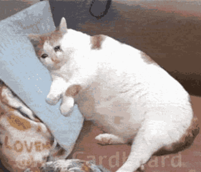 Fat Cat Vanished GIF