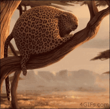 Fat Cheetah Yawn GIF