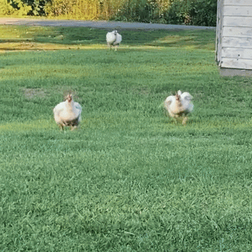 Fat Chicken Run GIF