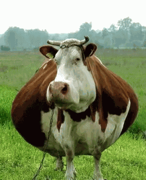 Fat Cow GIF