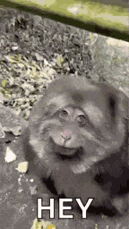 Fat Fat Monkey GIF