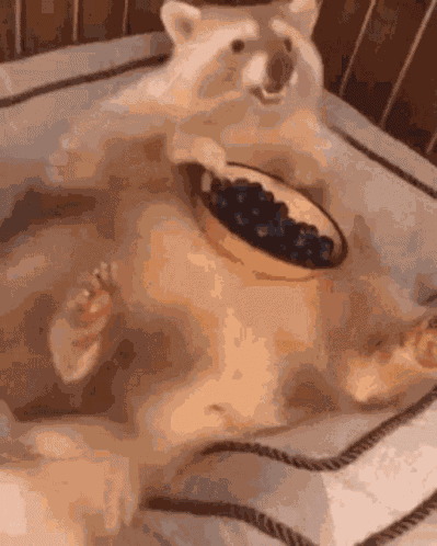 Fat Racoon GIF