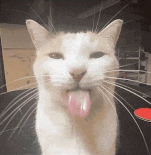 Fatfatmillycat Silly GIF