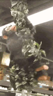 Fb Monkey Farmboy Monkey GIF
