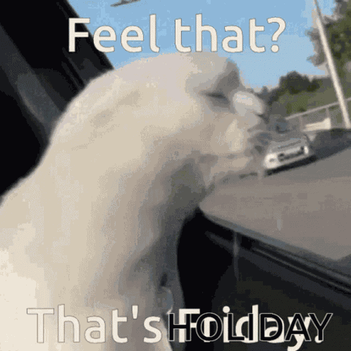 Feel That GIF
