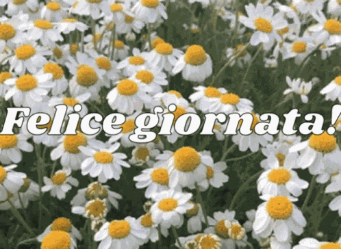 Felice Giorno Felice Giornata GIF