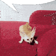 Fennec Speech Bubble Sticker