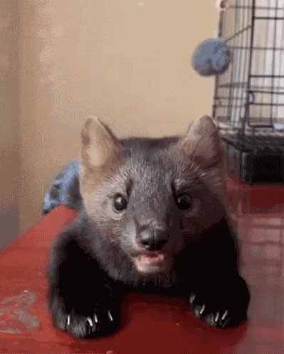 Ferret Bear Huh GIF