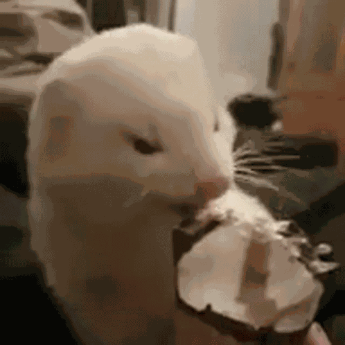 Ferret Ferrets GIF