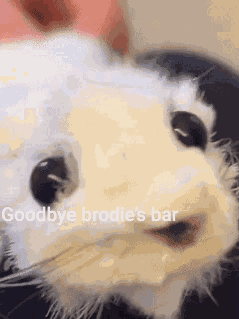 Ferret Slap Band Goodbye GIF