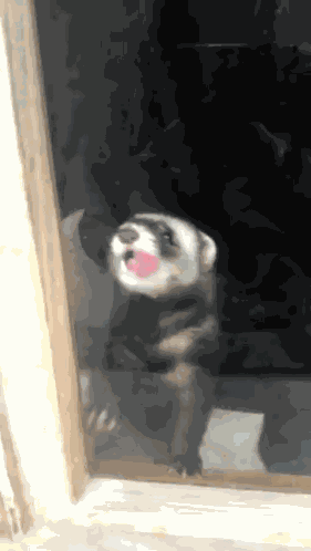 Ferret Window Licker GIF