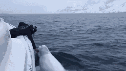 Fetch Play Fetch GIF