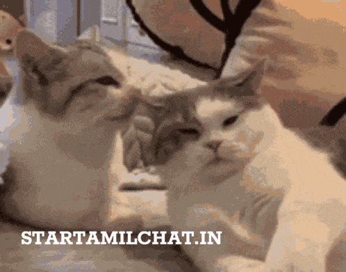 Fight Anime Fighting Couple GIF