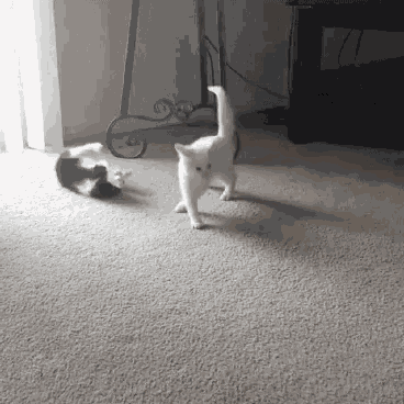Fight Cat Fight GIF
