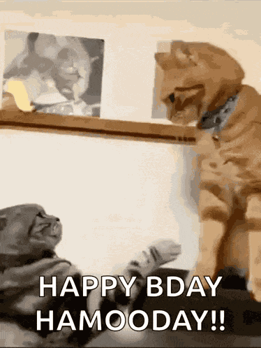 Fighting Cat Cat Meme GIF