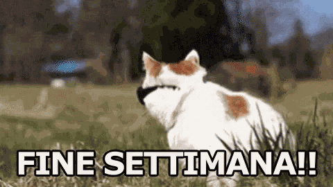 Fine Settimana Weekend Sabato Domenica Gatto Occhiali Da Sole Bullo Libero GIF