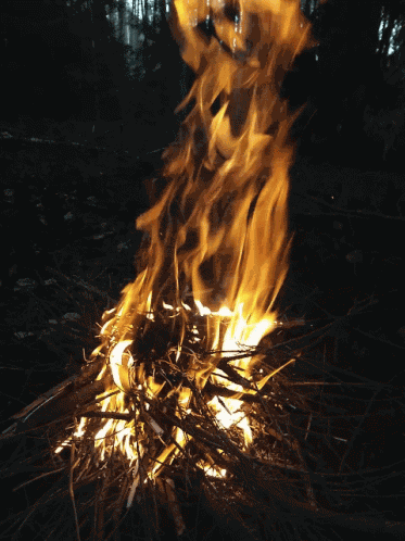 Fire Campfire GIF