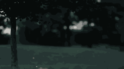 Fireflies Lightningbugs GIF
