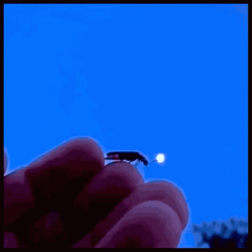 Firefly Lightningbug GIF