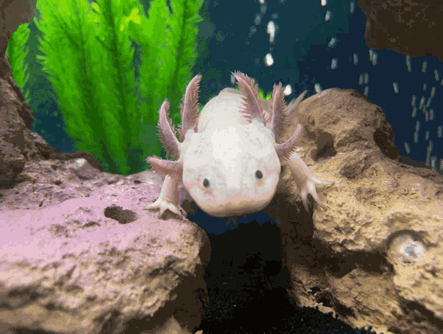Fish Aquarium GIF