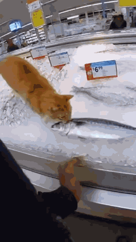Fish Cat GIF