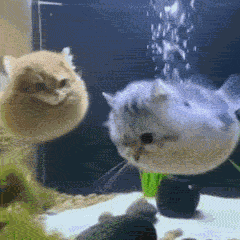 Fish Catfish GIF