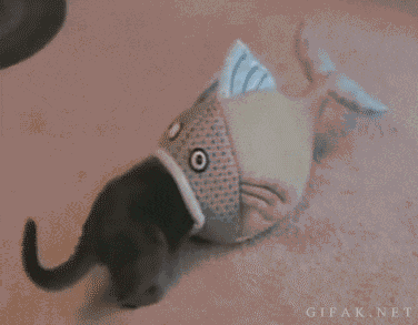 Fish Eating GIF