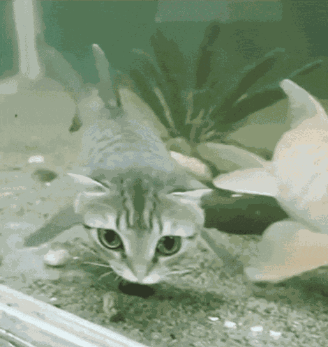Fish Fish Cat GIF