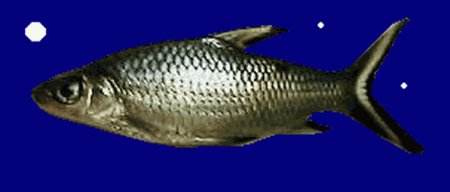 Fish Fish Swimming GIF