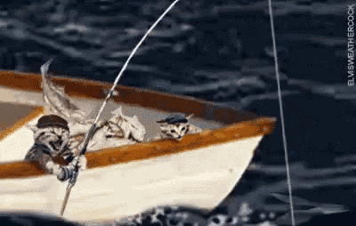 Fish Fishing GIF