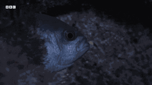 Fish Hiding GIF