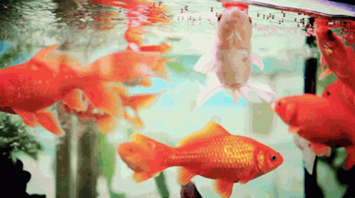 Fish GIF