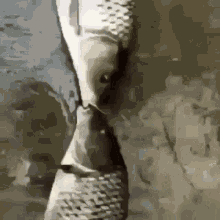 Fish Kiss GIF