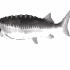 Fish GIF