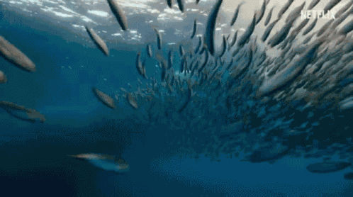 Fish Sea GIF