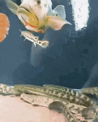 Fish Spin GIF