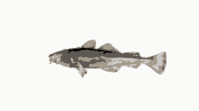 Fish Spin GIF
