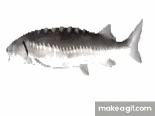 Fish Spinning Fish GIF