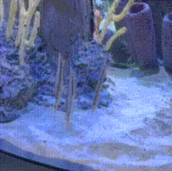 Fish Spinning Fish GIF