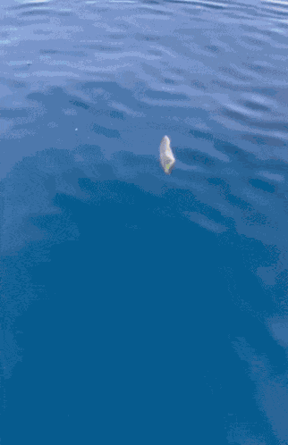 Fish Tuna GIF