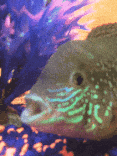 Fish Water GIF