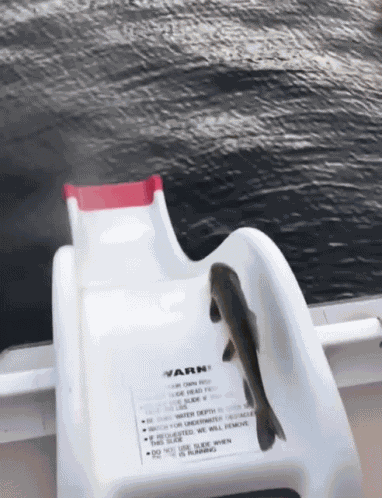 Fish Waterslide GIF
