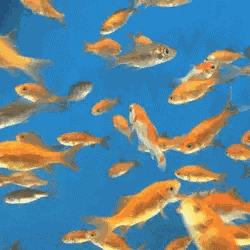 Fishes Gold Fish GIF