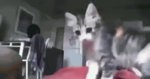 Fist Bump Cat GIF